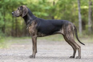 Plott Hound — saddle markings coat