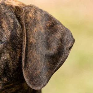 Plott Hound — ears