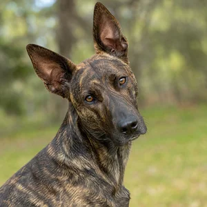 Plott Hound — alert
