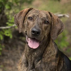 Plott Hound — happy