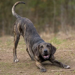 Plott Hound — playful
