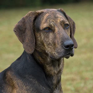 Plott Hound — relaxed