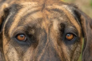 Plott Hound — eyes