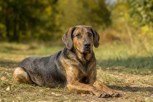 Plott Hound — lying down
