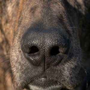 Plott Hound — nose