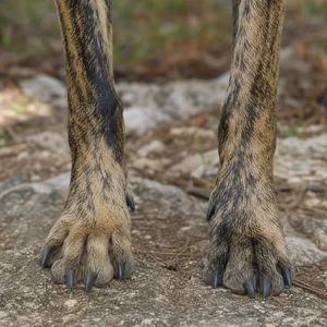 Plott Hound — paws