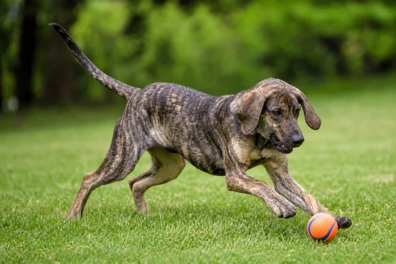 Plott Hound — playing