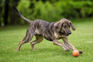 Plott Hound — playing