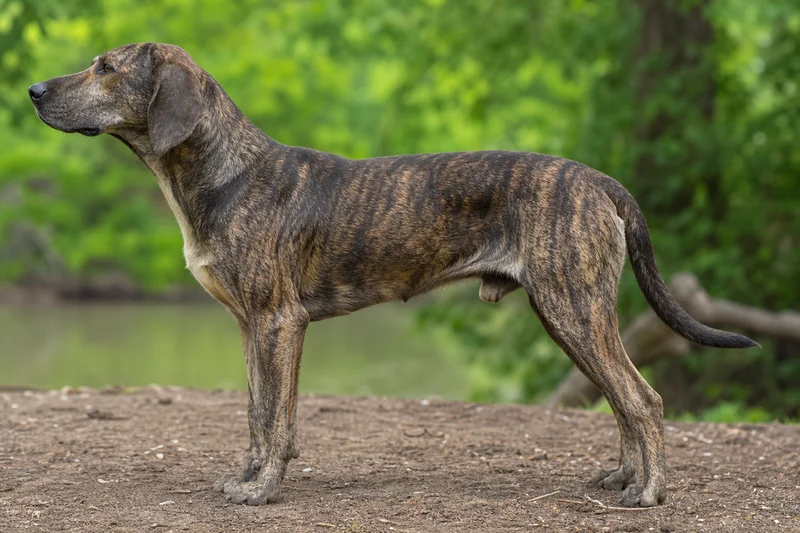 Plott Hound — side