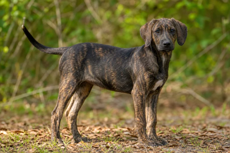 Plott Hound — puppy (~4 mo)