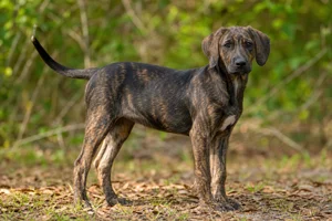 Plott Hound — puppy (~4 mo)