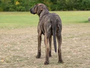 Plott Hound — rear
