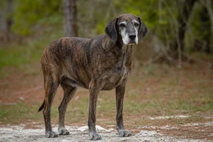 Plott Hound — senior