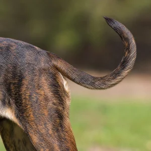Plott Hound — tail