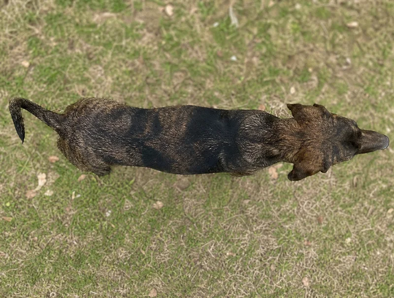 Plott Hound — top