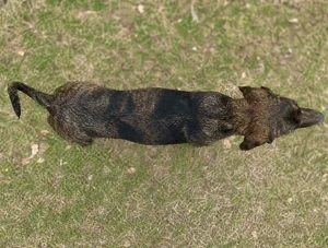 Plott Hound — top