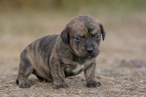 Plott Hound — young puppy (~1 mo)