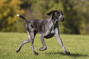 Pointer — running