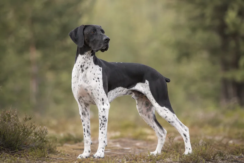 Pointer — adult