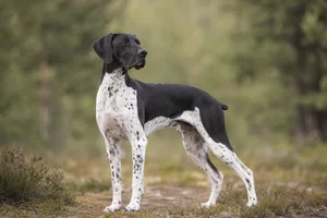 Pointer — adult