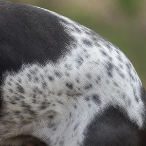 Pointer — coat texture