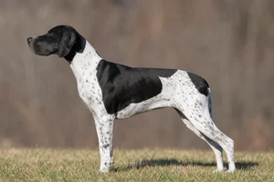 Pointer — Black & White coat