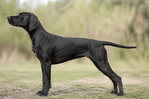Pointer — Black coat