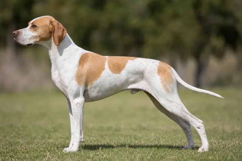 Pointer — Lemon & White coat