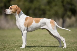Pointer — Lemon & White coat