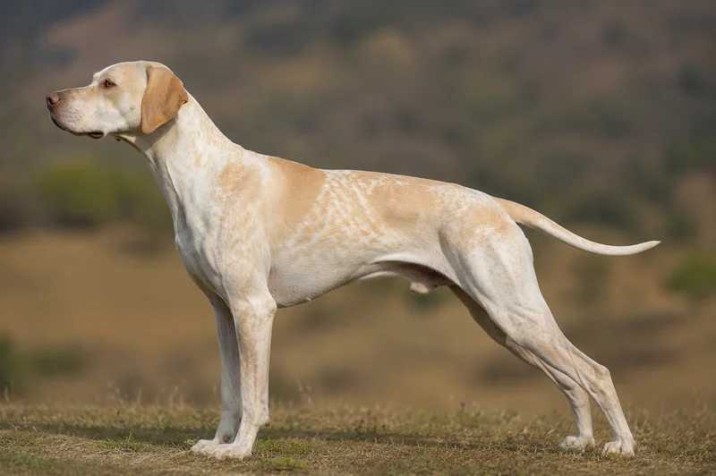 Pointer — Lemon coat