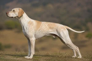 Pointer — Lemon coat