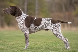 Pointer — Liver & White coat