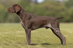 Pointer — Liver coat