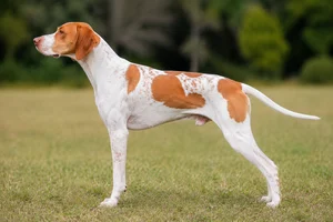 Pointer — Orange & White coat
