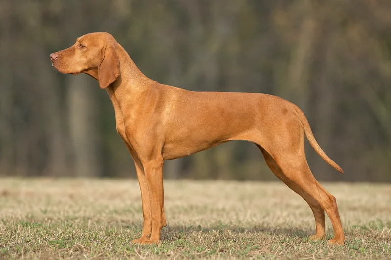 Pointer — Orange coat
