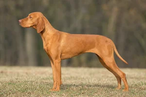 Pointer — Orange coat