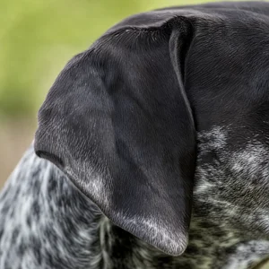 Pointer — ears