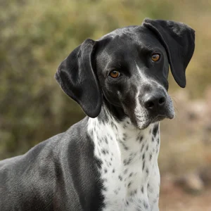 Pointer — alert
