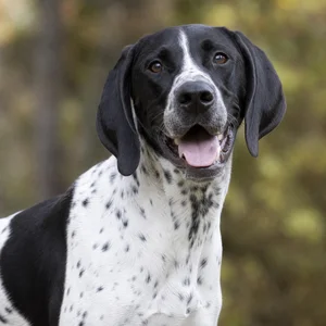 Pointer — happy