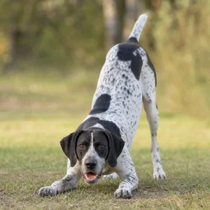 Pointer — playful