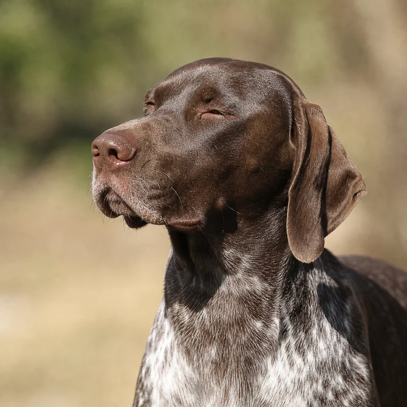 Pointer — relaxed