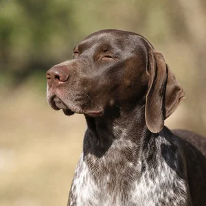 Pointer — relaxed