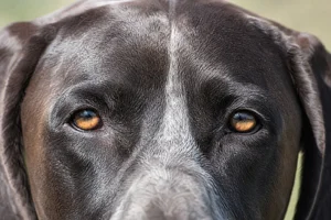 Pointer — eyes
