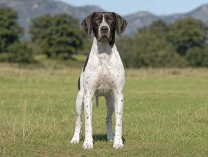 Pointer — front