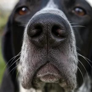Pointer — nose