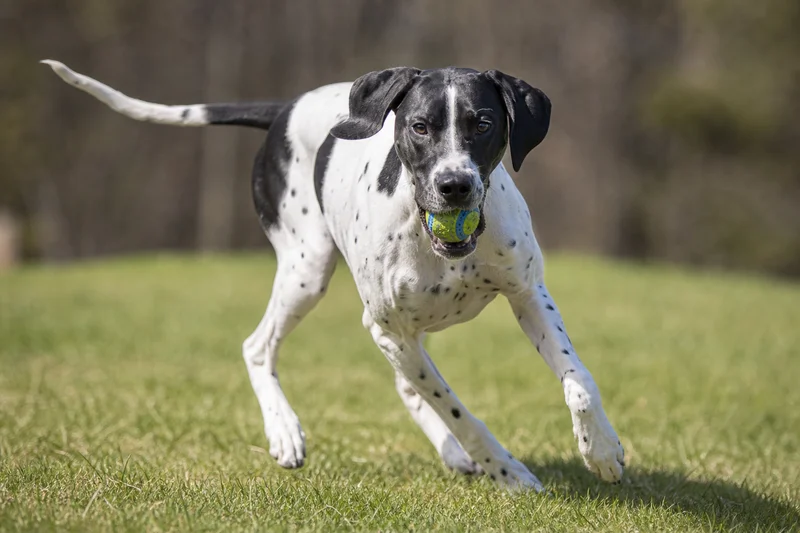 Pointer — playing