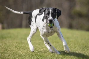 Pointer — playing