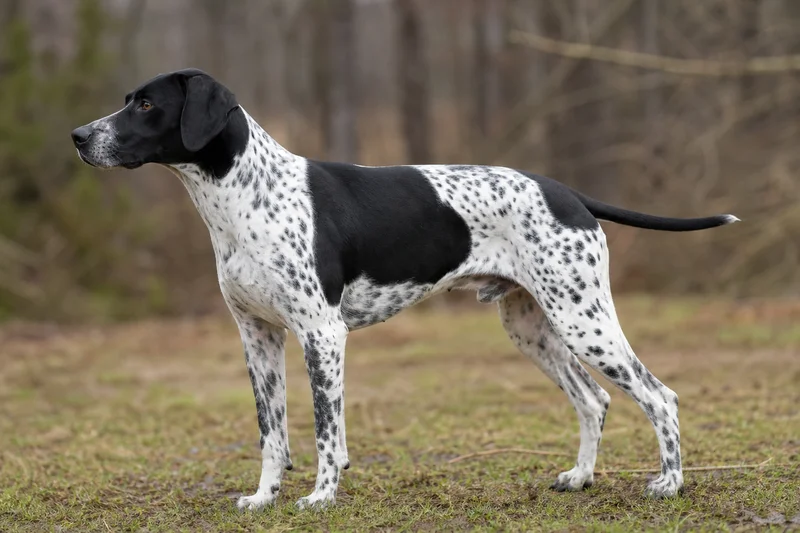 Pointer — side
