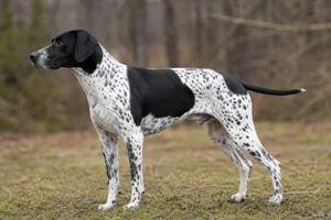 Pointer dog