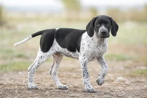 Pointer — puppy (~4 mo)
